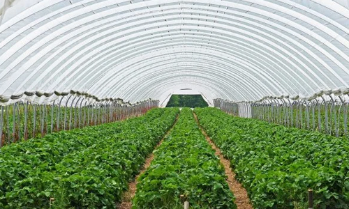 An agriculture greenhouse filled with rows of green plants.