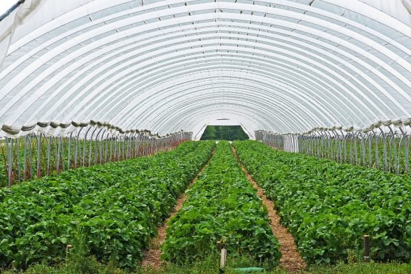 An agriculture greenhouse filled with rows of green plants.